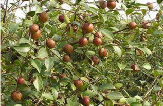 桂林品牌跨界融合 石斛、油茶、刺梨、竹林攜手電子產品銷售猛虎下山