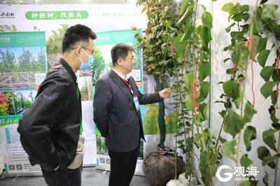 青島林產(chǎn)新名片 融合生態(tài)與科技，'青島林品'閃耀中國林交會