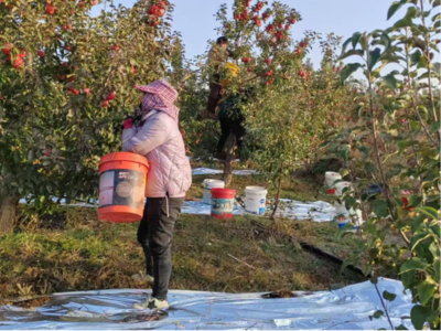赤峰寧城蘋果“甜蜜”上市 電子產(chǎn)品銷售借力金秋消費(fèi)季