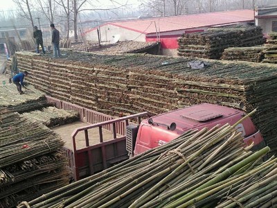 專業(yè)供應(yīng)菜架竹，助力高效農(nóng)業(yè)生產(chǎn)——文安縣永興竹品銷售處