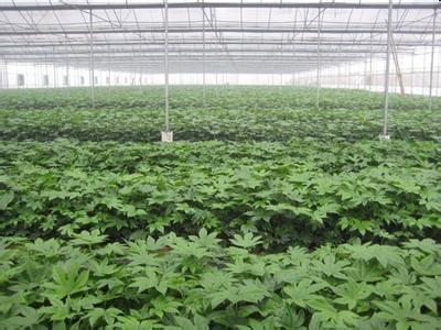 常夏石竹種子市場(chǎng)動(dòng)態(tài) 價(jià)格、廠家與采購(gòu)指南